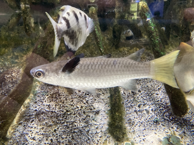 昨日鰡の刺身⻝ったら下痢が止まらんのだが
